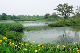 我国湿地十年减少340万公顷